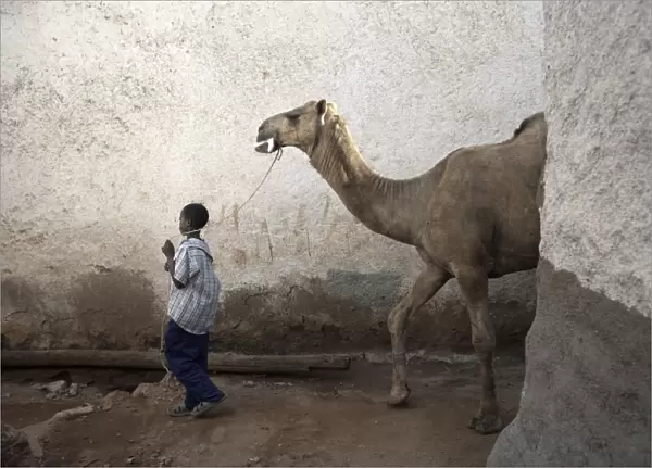 A boy walks his camel through one of the 368 alleyways contained within the city of Harar