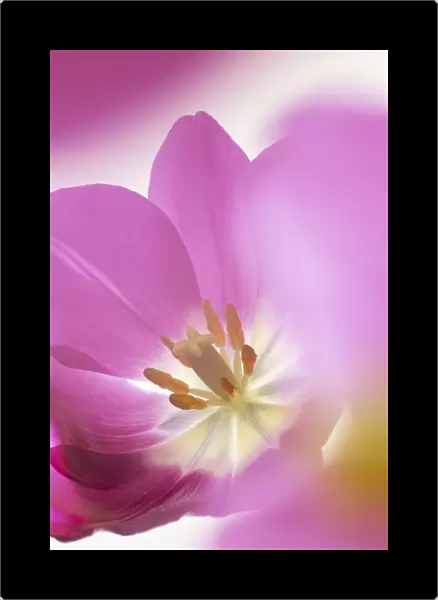 Studio shot, close-up of a pink tulip (tulipa) flower
