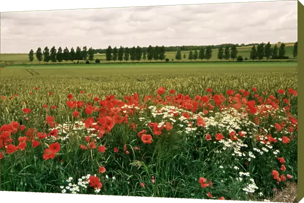 Poppies in the Valley of the Somme near Mons, Nord-Picardy, France, Europe