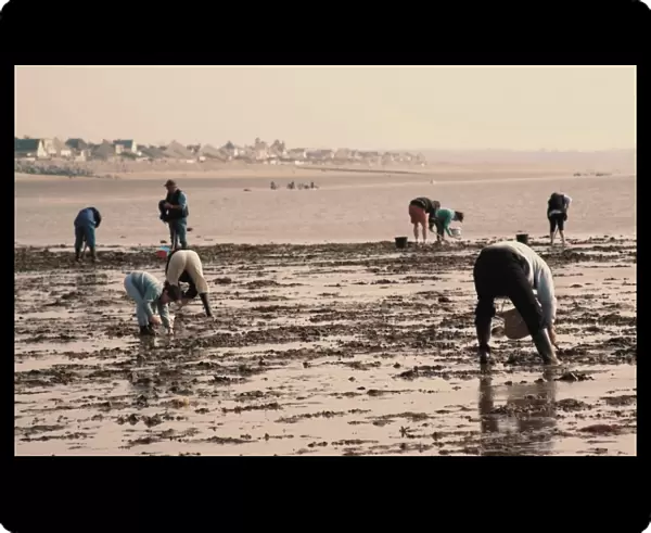 Searching for seafood on beach, Vanlee Haven, Cotentin Peninsula, Manche
