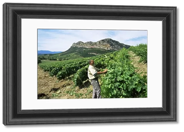 Vineyards, Patrimonio area, Corsica, France, Europe