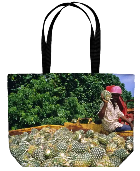 Harvested pineapples