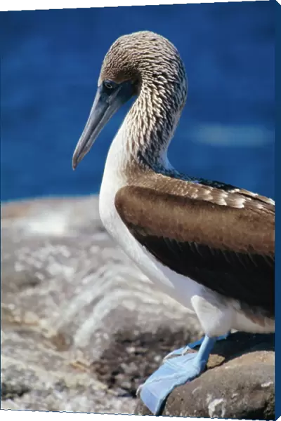 Close-up of a blue-footed booby