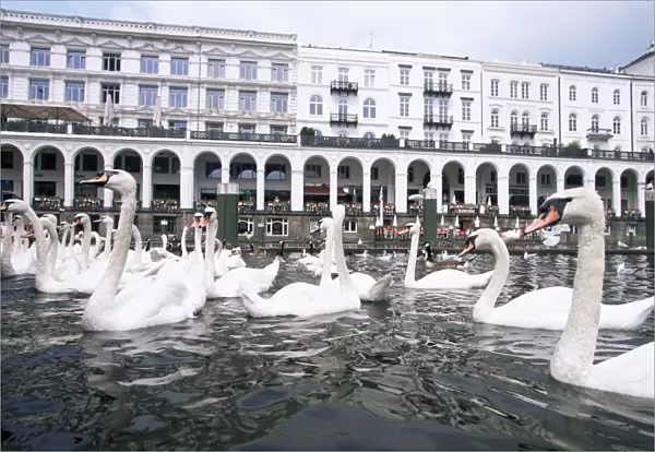 Swans in front of the Alster arcades in the Altstadt (Old Town)
