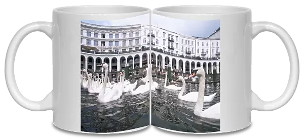 Swans in front of the Alster arcades in the Altstadt (Old Town)