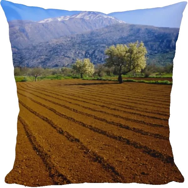 Ploughed field with blooming trees and mountains in the background