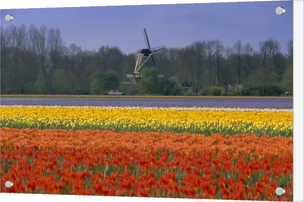 Tulip fields and windmill near Keukenhof