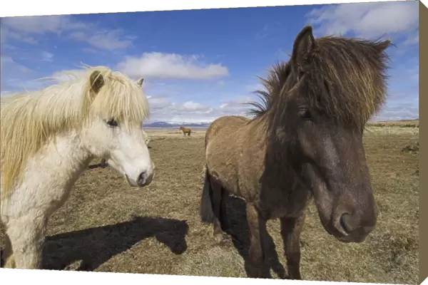 Close-up of Icelandic horses