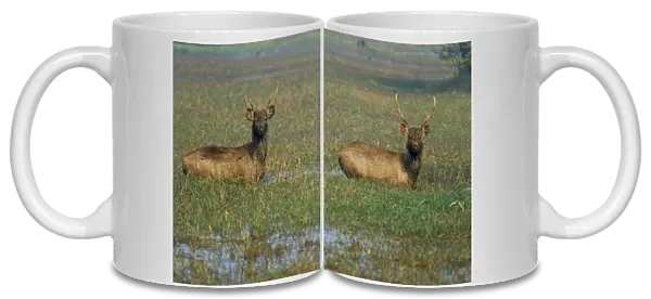 Indian sambar deers in pond