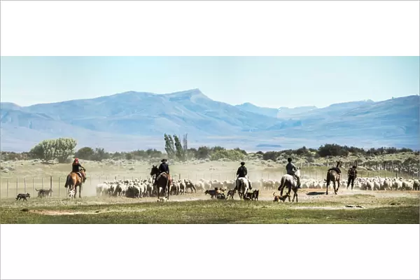 Gauchos riding horses to round up sheep, El Chalten, Patagonia, Argentina, South America