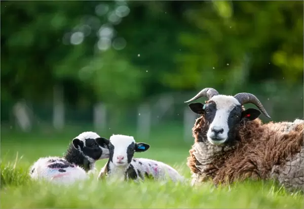 Spring lambs, Dorset, England, United Kingdom, Europe