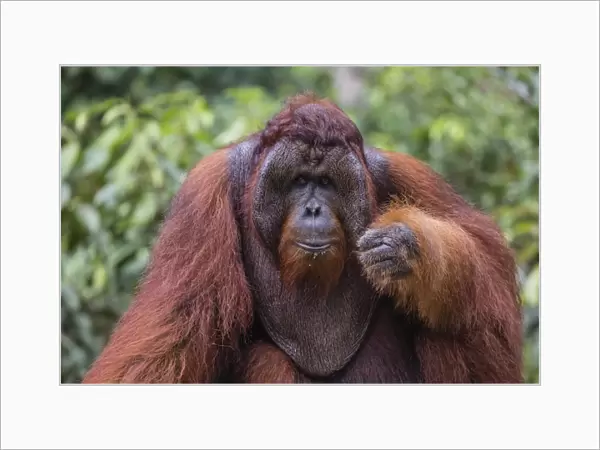 Reintroduced flanged male orangutan (Pongo pygmaeus), Camp Leakey, Tanjung Puting National Park