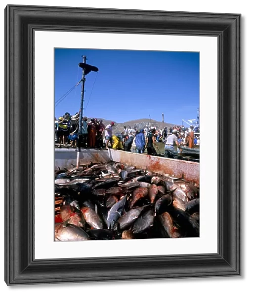 Tuna fish catch
