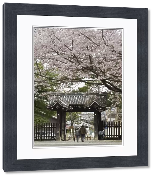 Old couple walking through gate under spring cherry tree blossom