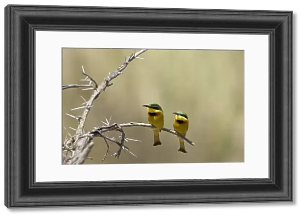 Little bee-eater (Merops pusillus) pair