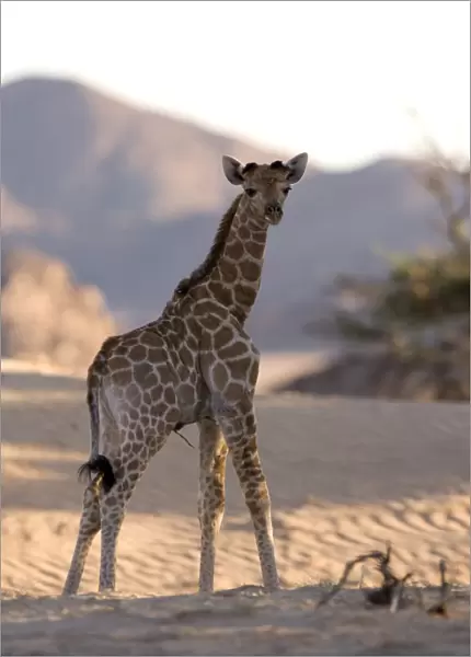 Young desert giraffe (Giraffa camelopardalis capensis)