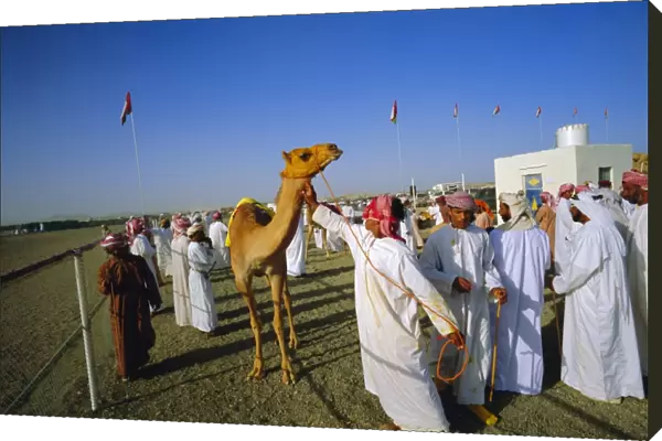 Camel race course