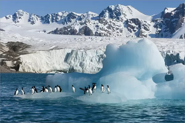Bruennichs guillemot (Uria lomvia) on iceberg