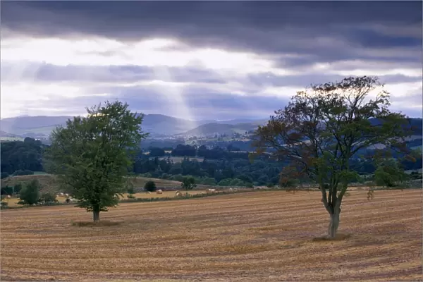 Trees and Tweed valley near Melrose
