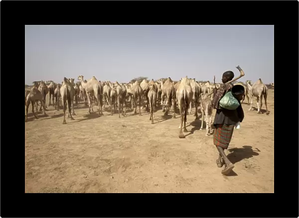 Nomadic camel herders lead their herd to a watering