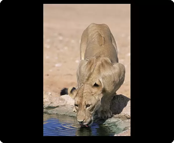 Lion, panthera leo
