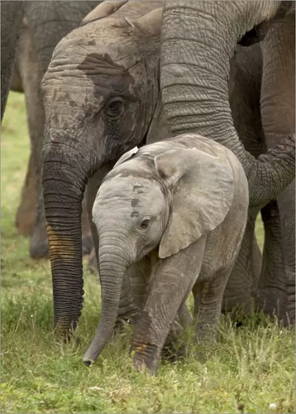 Baby and young African elephant (Loxodonta africana)