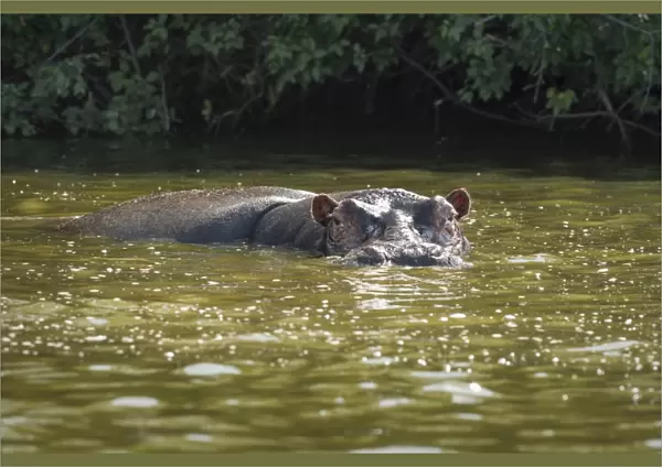 Hippopotamus, Lake Mburu National Park, Uganda, Africa