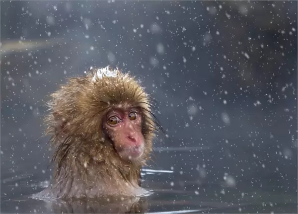 Japanese macaque (Snow monkey) (Macata fuscata), relaxing in a hot spring, Jigokudani Yaen-Koen
