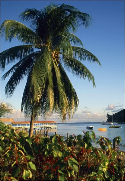 Jetty and palm tree, Villa Bay, Young Island, St