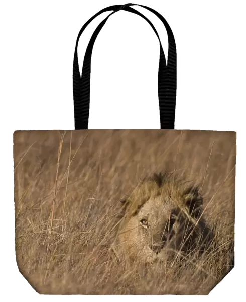 Lion, Panthera leo