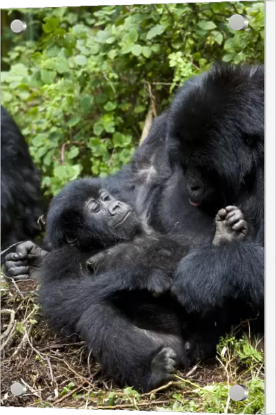 Mountain gorillas (Gorilla gorilla beringei) playing
