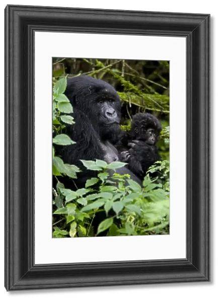 Mountain gorilla (Gorilla gorilla beringei) with her young baby