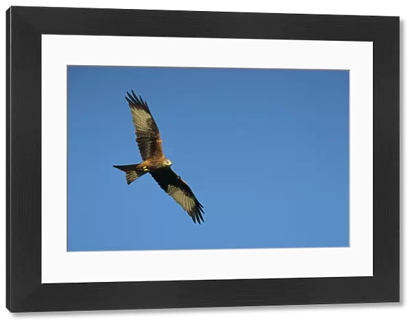 Red kite (Milvus milvus) in flight with wing tags