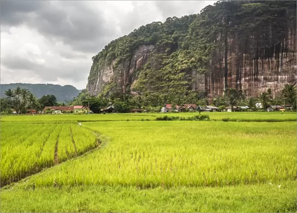 Rice paddy fields and cliffs in the Harau Valley, Bukittinggi, West Sumatra, Indonesia