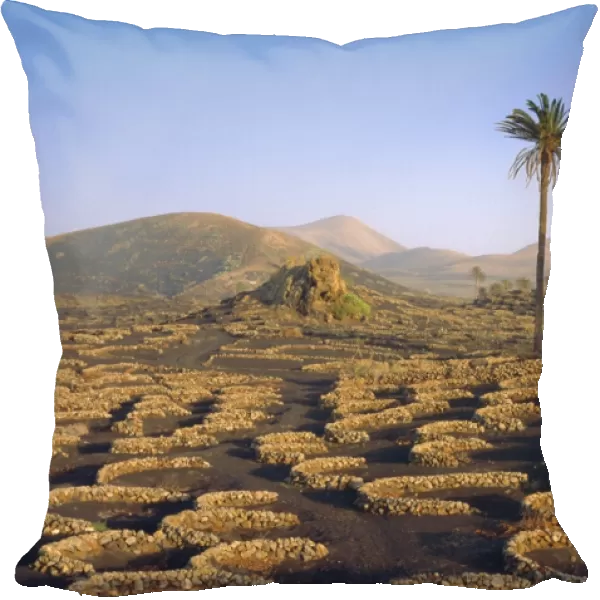 Palm trees and cultivation in volcanic soil