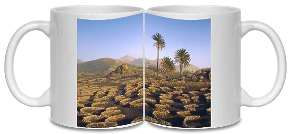 Palm trees and cultivation in volcanic soil