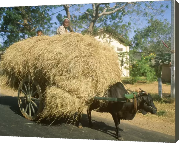 Loaded ox cart