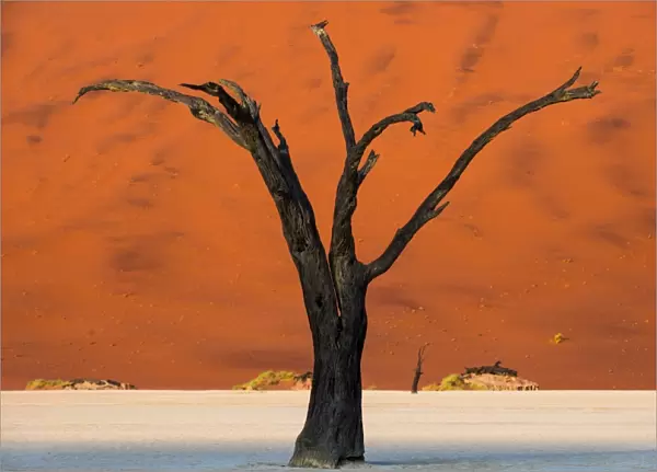 Dead acacia tree silhouetted against sand dunes at Deadvlei, Namib-Naukluft Park