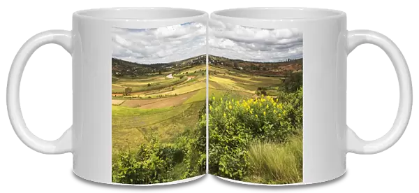 Rice paddy field scenery near Antananarivo, Antananarivo Province, Eastern Madagascar