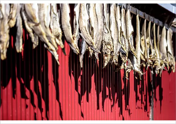 Dried stockfish is the main typical Norwegian product, Hamnoy, Moskenes, Nordland
