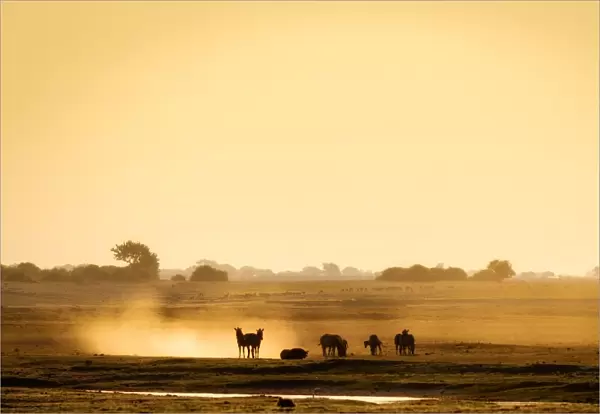 Dazzle of zebras, Chobe National Park, Botswana, Africa
