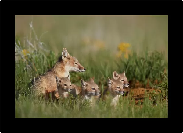 Swift Fox (Vulpes velox) family of a vixen and four kits, Pawnee National Grassland