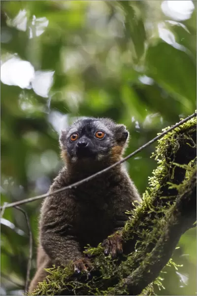 Red-fronted brown lemur (Eulemur rufifrons), Ranomafana National Park, central area