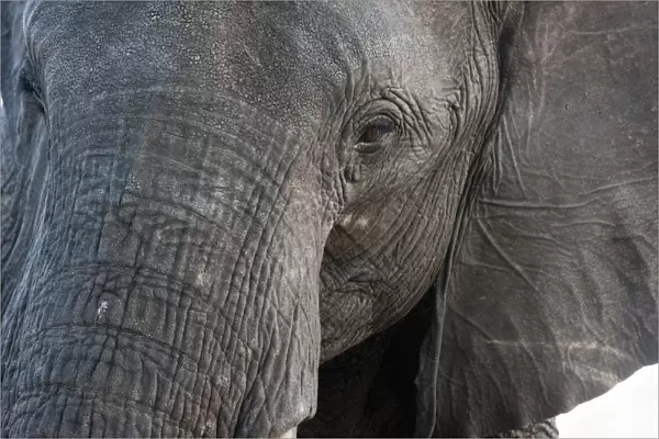 A close-up portrait on an African elephant (Loxodonta africana), Chobe National Park