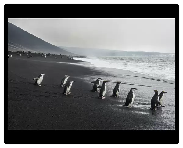 Chinstrap penguin group (Pygoscelis antarctica), Saunders island, South Sandwich Islands