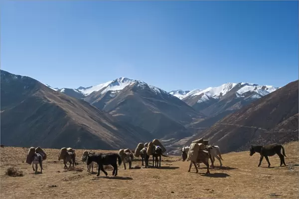 Pack horses cross a small pass near Goyul along the Lasa to Gasa trekking route, Bhutan