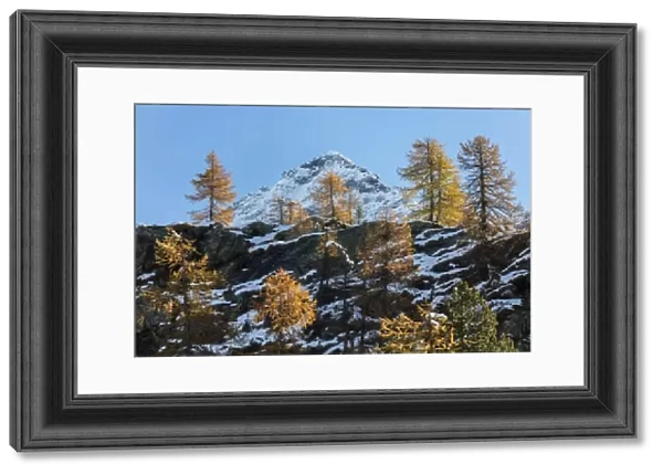 Red larches frame the snowy peaks, Malenco Valley, Province of Sondrio, Valtellina