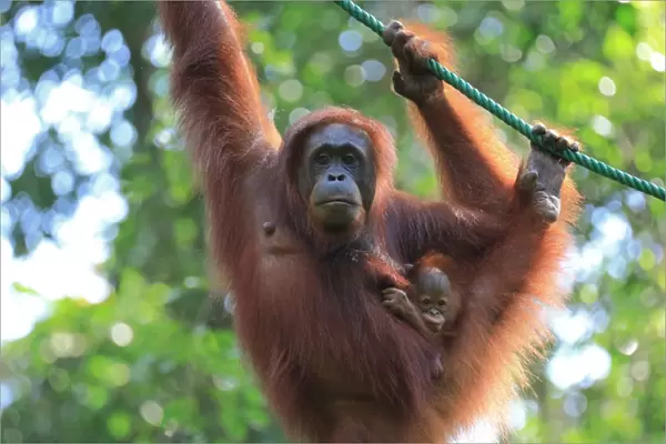 Bornean Orangutan mother and baby, Borneo, Malaysia, Southeast Asia, Asia