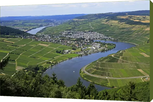 Moselle Valley near Mehring, Rhineland-Palatinate, Germany, Europe