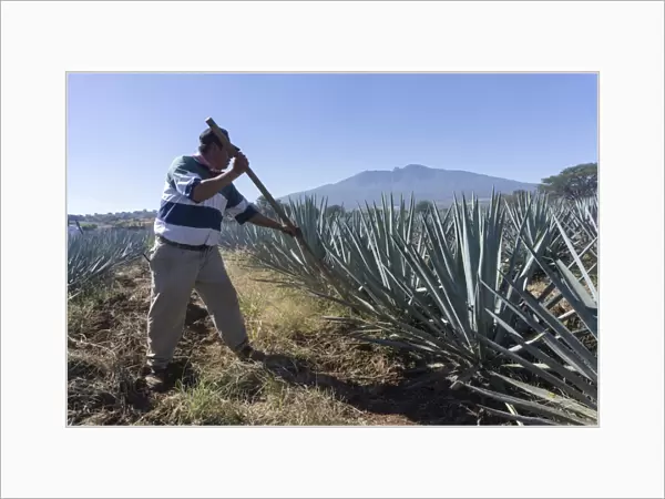 Tequila is made from the blue agave plant in the state of Jalisco and mostly around